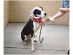 Great Dane Mix DOG FOR ADOPTION RGADN-1262256 - Gucci - Great Dane / Mixed Dog