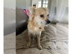 Pomeranian Mix DOG FOR ADOPTION RGADN-1262270 - Alfalfa - Pomeranian / Terrier /