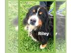 Bernese Mountain Dog DOG FOR ADOPTION RGADN-1262278 - Rescue Riley - Bernese