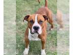 Boxer Mix DOG FOR ADOPTION RGADN-1262290 - ORLANDO - Boxer / Mixed (medium coat)