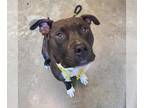 American Pit Bull Terrier Mix DOG FOR ADOPTION RGADN-1262292 - JAZZY - Pit Bull