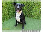 Shepradors DOG FOR ADOPTION RGADN-1262346 - PLUTO - German Shepherd Dog /