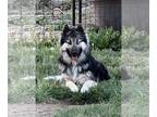 Mix DOG FOR ADOPTION RGADN-1262356 - Rosa - Husky (long coat) Dog For Adoption