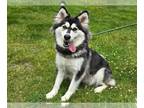 Siberian Husky Mix DOG FOR ADOPTION RGADN-1262363 - JACKIE - Siberian Husky /