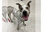 American Pit Bull Terrier Mix DOG FOR ADOPTION RGADN-1262365 - *BARNABY -