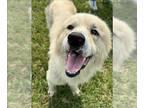 Great Pyrenees DOG FOR ADOPTION RGADN-1262368 - FOZZIE BEAR - Great Pyrenees