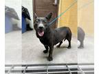 Basset Hound Mix DOG FOR ADOPTION RGADN-1262380 - HARLEY - Terrier / Basset
