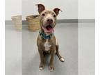 American Pit Bull Terrier DOG FOR ADOPTION RGADN-1262383 - PUP CUP - Pit Bull