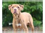 American Pit Bull Terrier DOG FOR ADOPTION RGADN-1262389 - ROCKO - Pit Bull