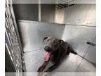 Blue Lacy Mix DOG FOR ADOPTION RGADN-1262390 - LACE - Blue Lacy / Mixed (medium