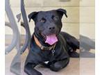 Labrador Retriever Mix DOG FOR ADOPTION RGADN-1262392 - Miller - Best Friend in