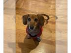 Dachshund DOG FOR ADOPTION RGADN-1262400 - Oscar17 (bonded with Frankie3) -