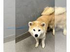 Shiba Inu Mix DOG FOR ADOPTION RGADN-1262417 - YUKI - Shiba Inu / Mixed (medium