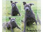 American Staffordshire Terrier Mix DOG FOR ADOPTION RGADN-1262467 - Armando -