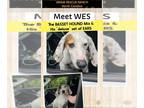 American Foxhound-Basset Hound Mix DOG FOR ADOPTION RGADN-1262471 - Wes -