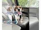 Bagle Hound DOG FOR ADOPTION RGADN-1262478 - Milo - Basset Hound / Beagle /