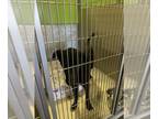 Labrador Retriever Mix DOG FOR ADOPTION RGADN-1262499 - *ZIGGY - Labrador