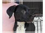 Lab-Pointer DOG FOR ADOPTION RGADN-1262518 - Karen - English Pointer / Labrador