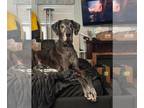 Great Dane DOG FOR ADOPTION RGADN-1262522 - Beau - Great Dane Dog For Adoption