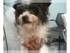 Poodle (Miniature) DOG FOR ADOPTION RGADN-1262542 - HEIDI - Poodle (Miniature)