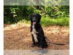 Australian Shepherd-Retriever Mix DOG FOR ADOPTION RGADN-1262549 - Haku