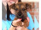 Cairn Terrier Mix DOG FOR ADOPTION RGADN-1262552 - Bel Air - Cairn Terrier /