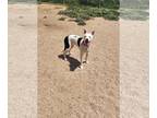 American Pit Bull Terrier Mix DOG FOR ADOPTION RGADN-1262566 - Sugar - Pit Bull