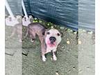 American Staffordshire Terrier DOG FOR ADOPTION RGADN-1262579 - SAMSON -