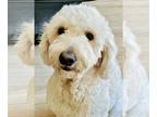 Goldendoodle DOG FOR ADOPTION RGADN-1262583 - Chance - Golden Retriever / Poodle