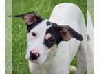 Rat Terrier Mix DOG FOR ADOPTION RGADN-1262593 - Emmi - Cattle Dog / Rat Terrier