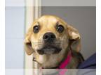Beagle Mix DOG FOR ADOPTION RGADN-1262596 - Kai - Beagle / Terrier / Mixed Dog