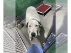 Dalmatian Mix DOG FOR ADOPTION RGADN-1262602 - LELA - Dalmatian / Mixed (short