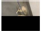 Akita-Siberian Husky Mix DOG FOR ADOPTION RGADN-1262604 - *JALLOH - Akita /