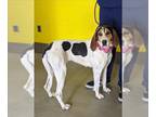 Treeing Walker Coonhound DOG FOR ADOPTION RGADN-1262605 - *CHIFFON - Treeing