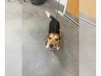 Beagle DOG FOR ADOPTION RGADN-1262608 - *BENNY - Beagle (short coat) Dog For