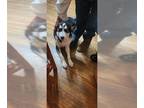 Mix DOG FOR ADOPTION RGADN-1262611 - QUIANO - Husky (medium coat) Dog For