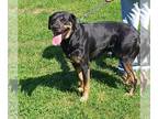 Rottweiler Mix DOG FOR ADOPTION RGADN-1262623 - Rocky - Rottweiler / Mixed
