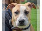 American Staffordshire Terrier Mix DOG FOR ADOPTION RGADN-1262631 - Huntress -