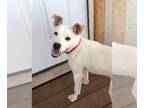 Dachshund-Labrador Retriever Mix DOG FOR ADOPTION RGADN-1262642 - Rosie -