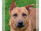 Shepradors DOG FOR ADOPTION RGADN-1262648 - Trino - German Shepherd Dog /