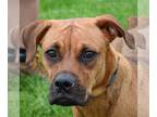 Boxer-German Shepherd Dog Mix DOG FOR ADOPTION RGADN-1262652 - Violet - Boxer /