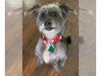 Care-Tzu DOG FOR ADOPTION RGADN-1262654 - Coco - Cairn Terrier / Shih Tzu /