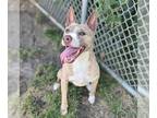 American Pit Bull Terrier-Basenji Mix DOG FOR ADOPTION RGADN-1262659 - *CHLOE -