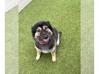 German Shepherd Dog-Pomeranian Mix DOG FOR ADOPTION RGADN-1262679 - MARLEY -