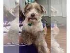 Shih Tzu Mix DOG FOR ADOPTION RGADN-1262688 - Ollie - Shih Tzu / Terrier / Mixed