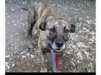 American Pit Bull Terrier DOG FOR ADOPTION RGADN-1262692 - Roscoe - American Pit