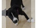 Lakeland Terrier Mix DOG FOR ADOPTION RGADN-1262717 - Dixie - Lakeland Terrier /
