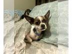 Boston Huahua DOG FOR ADOPTION RGADN-1262735 - Manly - Boston Terrier /