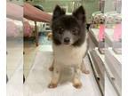 Pomeranian DOG FOR ADOPTION RGADN-1262736 - Quincy (NOT YET AVAILABLE) -