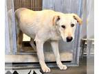 Labrador Retriever Mix DOG FOR ADOPTION RGADN-1262737 - Laddie - Labrador